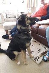 Say hello to Rosie