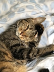 I really do love my cat so much!