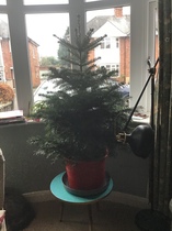 Thread 25 - Covid Cohort - Christmas Trees, No Omicron Please!
