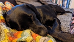 Pedigree dog for brand new dog owners