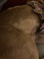 Is it normal for dogs fur to change colour/shade?