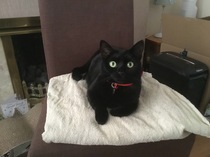 Kittens/Cats and Christmas Trees