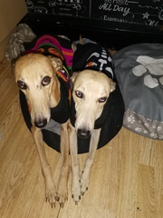 To think dogs don't need clothes