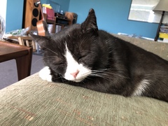 I really do love my cat so much!