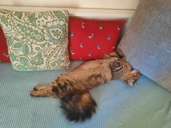 Maine Coons