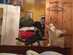 Kitten driving older cat nuts help!