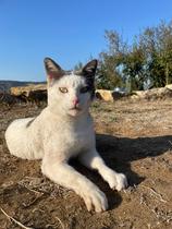 Finding a home for a stray cat, any advice?