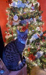 Do we have a show us your tree thread yet?