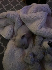 To be thinking of getting a puppy this close to Christmas?