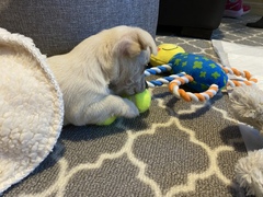 To be thinking of getting a puppy this close to Christmas?