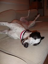 Greyhound (or just general dog) Essentials