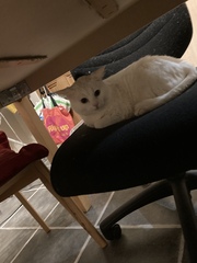 Where does your cat sleep at night?