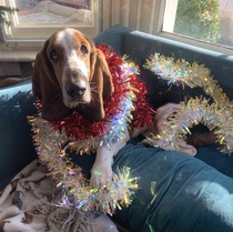 very DULL question around sofas (with a shameless cute picture of my dog for traffic)