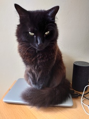 Talk to me re black cats…