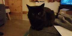 Talk to me re black cats…