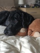 How do I fatten up my 1yo Cockapoo?