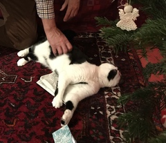 Cats at Christmas 🎄