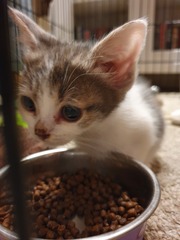 New kittens and needing advice! (Yes, there's a picture!)