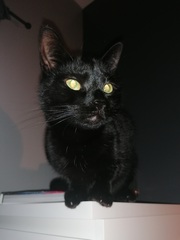 Talk to me re black cats…