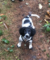 Puppy survival thread. Nov. Read this and buy a hamster instead