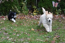 Posh dog breeds (just for fun!)