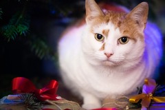 Anyone travelling with cats this Christmas?