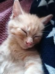 Maine Coons