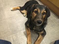 Say hello to Rosie