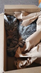 Paper bags and cardboard boxes