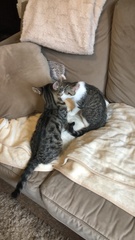 Am I being a paranoid kitten parent?