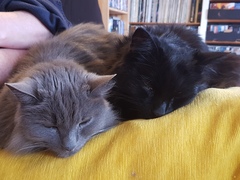 Chez Ollie - Free head boops for everyone