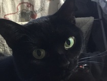 Kittens/Cats and Christmas Trees