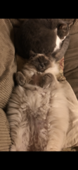 My cat is an arsehole