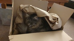 Paper bags and cardboard boxes