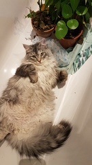 Please share with me!! Pics of your cats and their funniest little quirks!