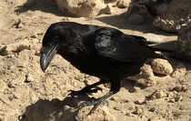 Omicron is not an illness!