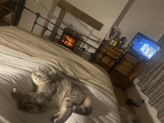 Anyone had a fake wood burner installed?