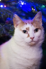 Anyone travelling with cats this Christmas?
