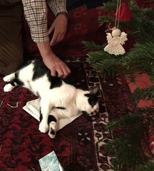 Cats at Christmas 🎄