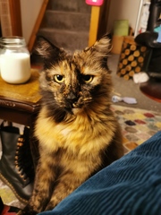 My cat is an arsehole