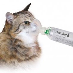 To ask about steroid inhalers?