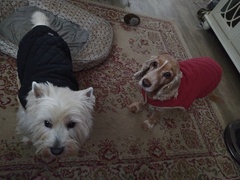 To think dogs don't need clothes