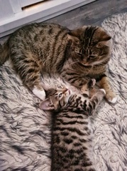 Advice - introducing new feral kitten to cat