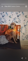 To think dogs don't need clothes