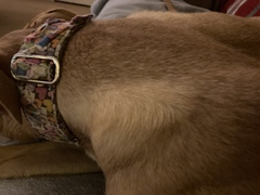 Is it normal for dogs fur to change colour/shade?