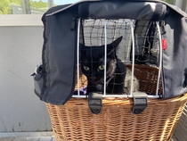 Carrier for a reluctant cat