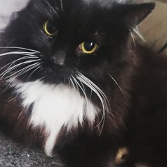 To adopt a 15yr old cat?