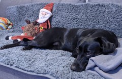 Pedigree dog for brand new dog owners