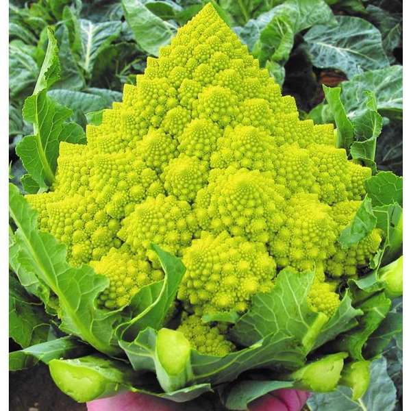 Husband and vegetables