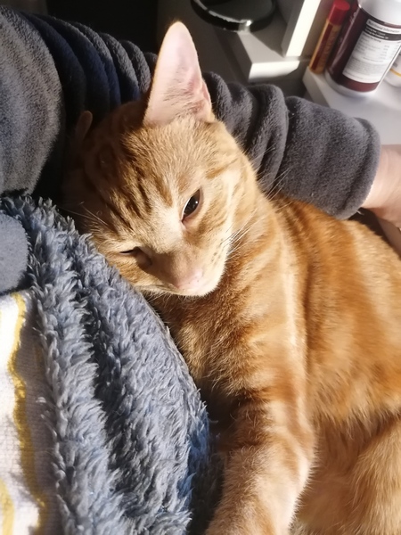 Needy rescue cat wants to be petted for hours
